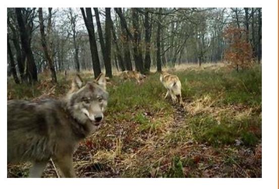 Een wolf in het wild